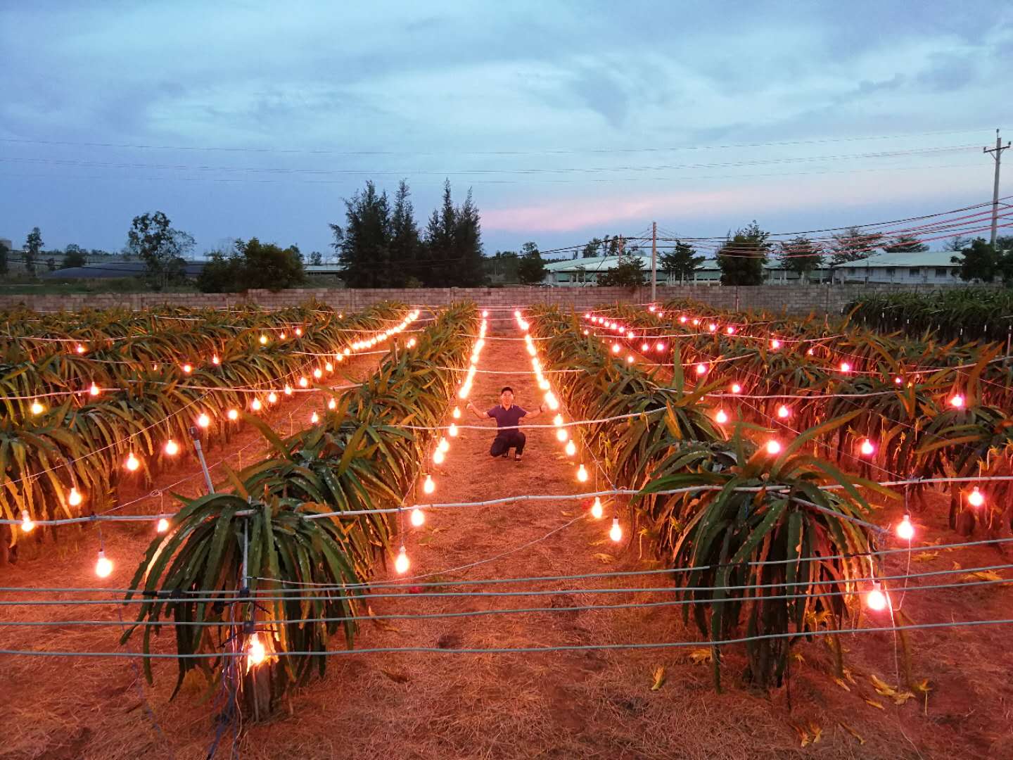 火龙果种植基地全景