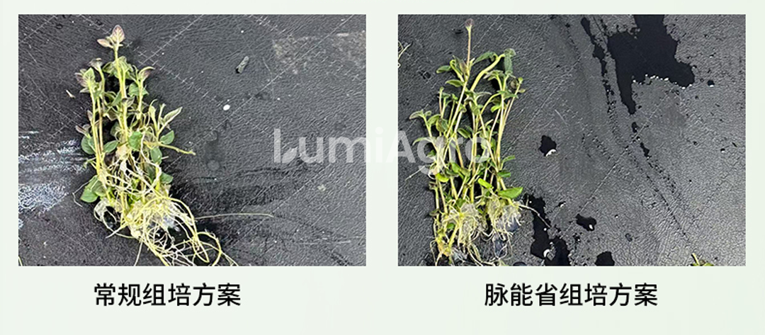 马铃薯组培方案对比