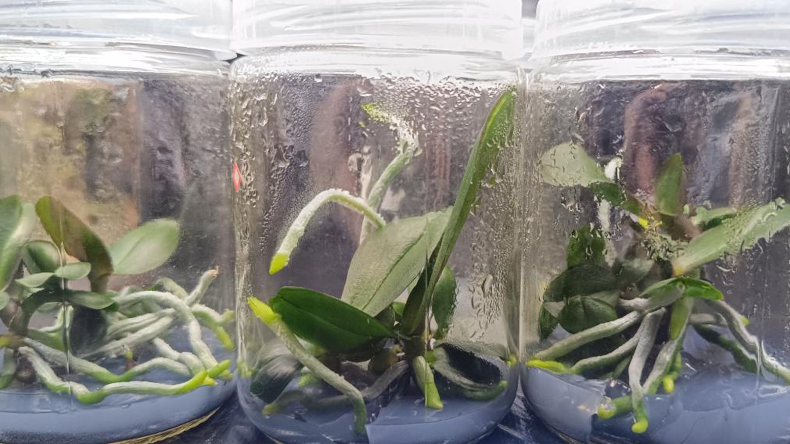 安娜蝴蝶兰实验结束