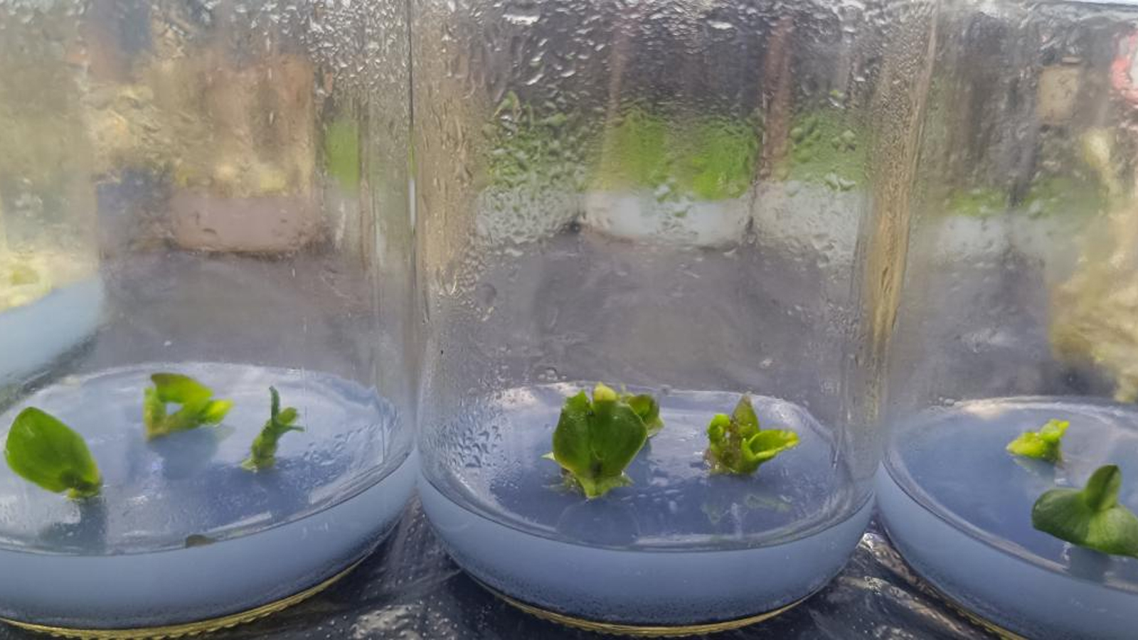 安娜蝴蝶兰实验开始