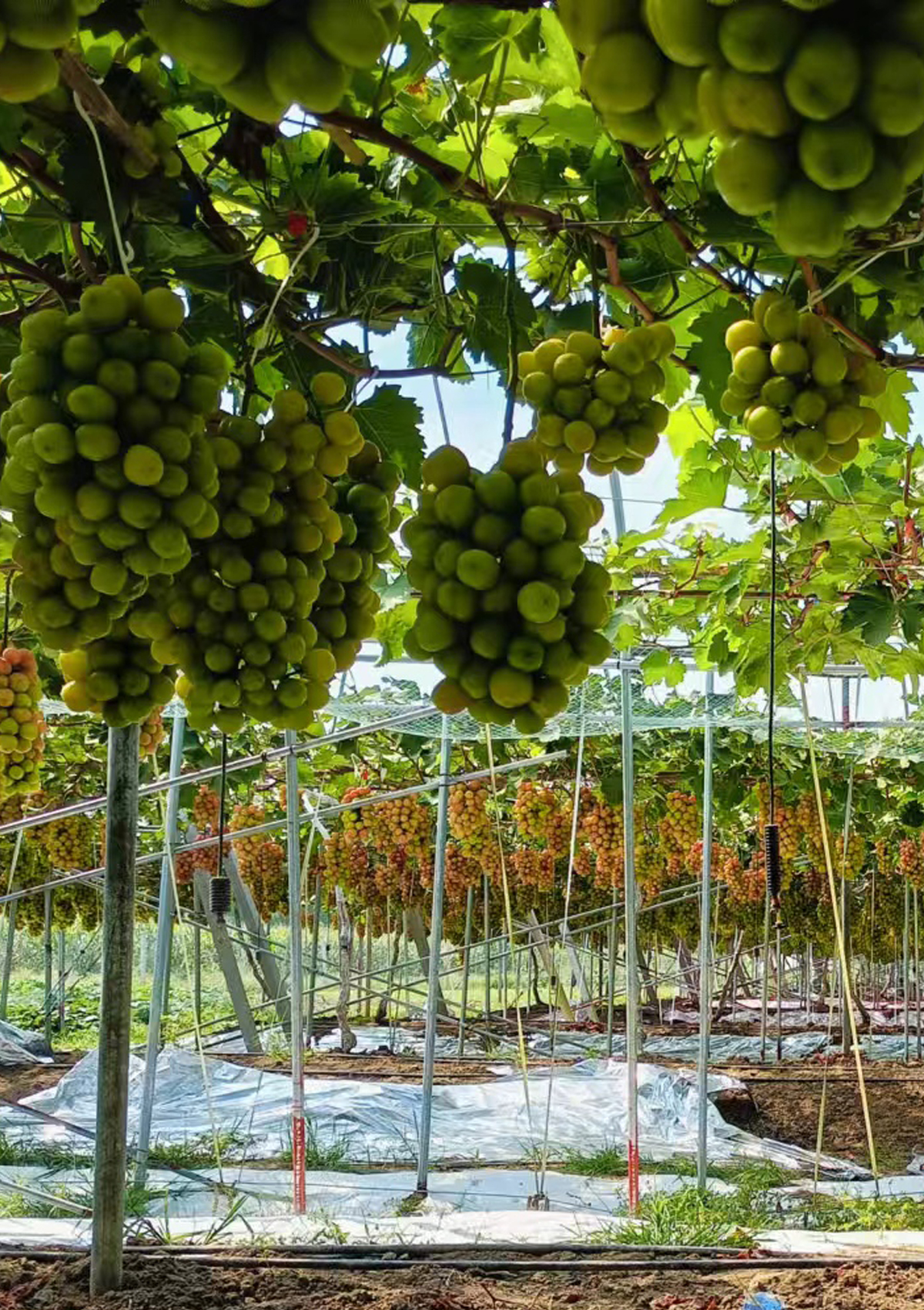 同期未补光葡萄