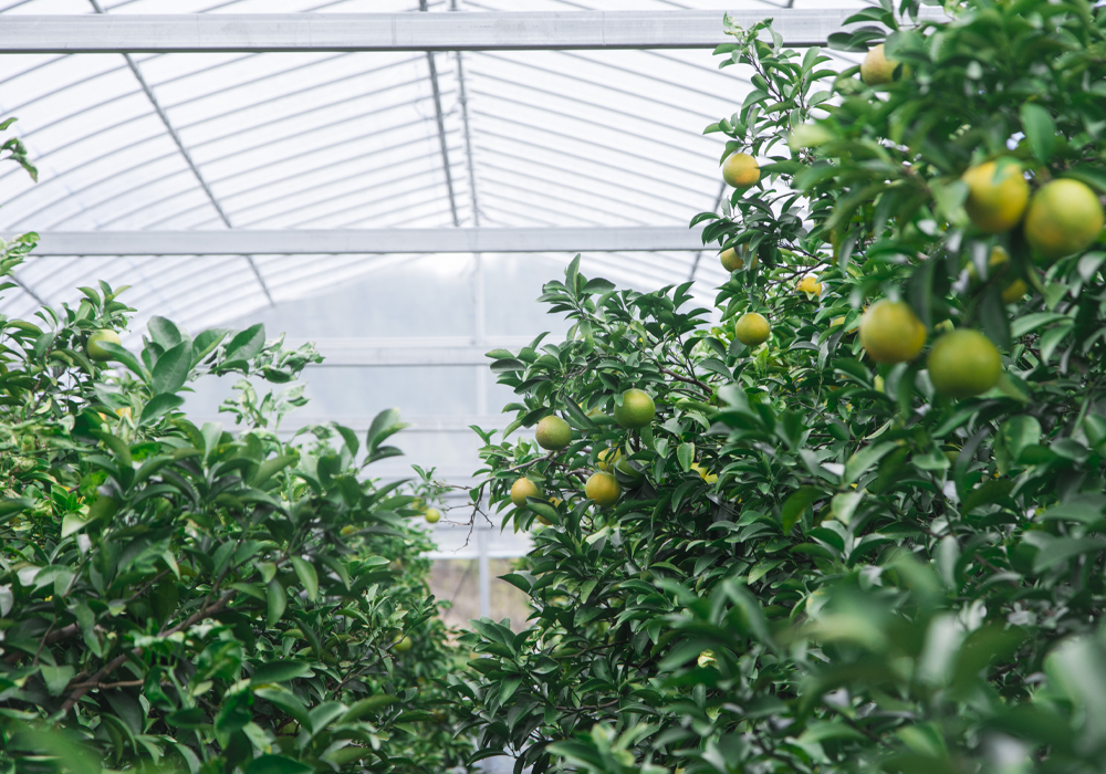 火龙果种植基地